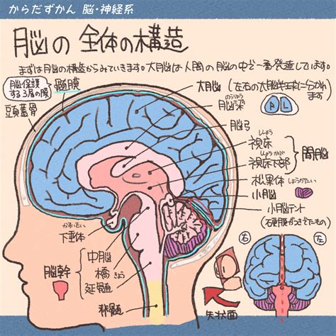 頭部位置|脳の構造と部位別の機能についてわかりやすく解説